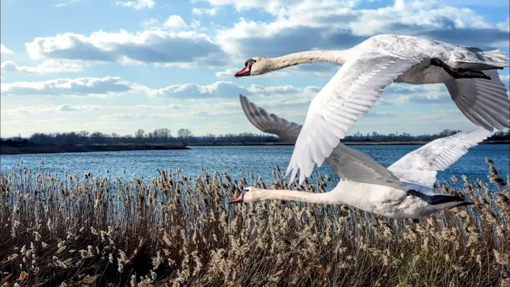 Swan in flight