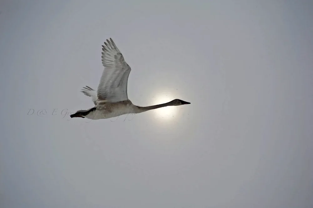 Swan sprawls Wings