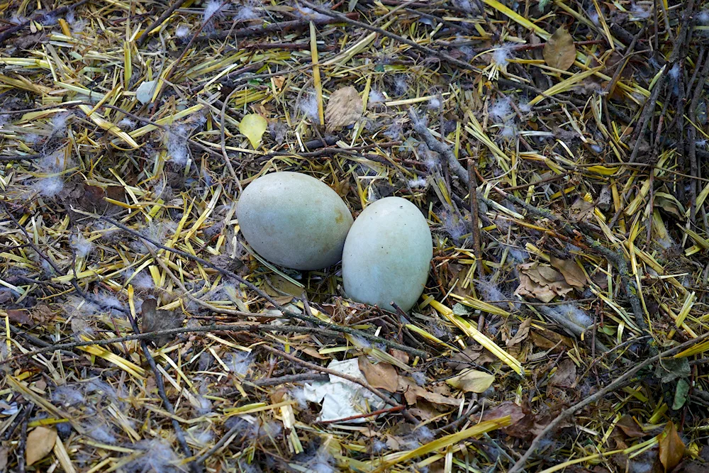 Birds' eggs