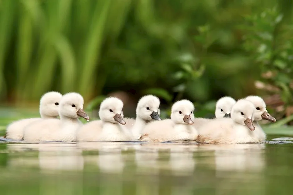 Ducklings