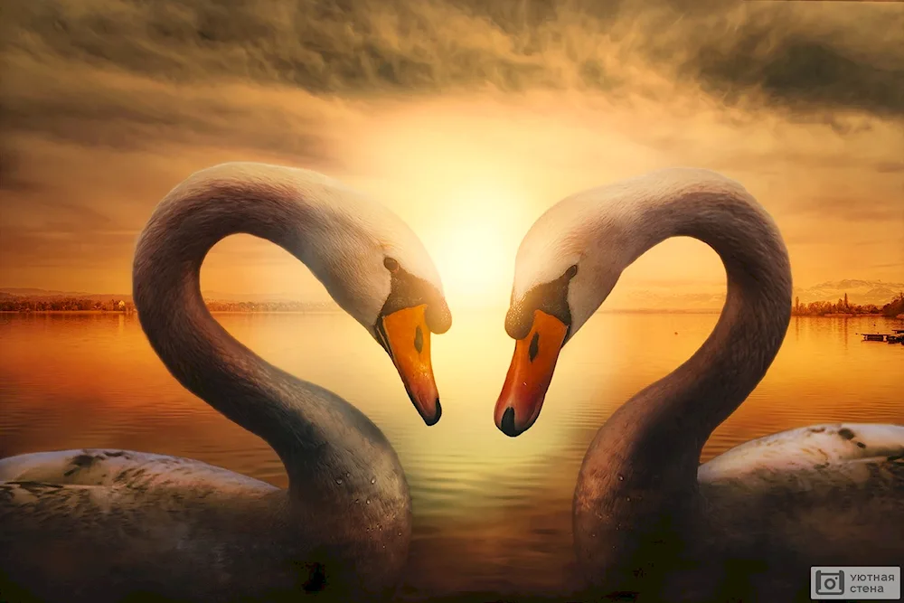 Swans on the swan lake