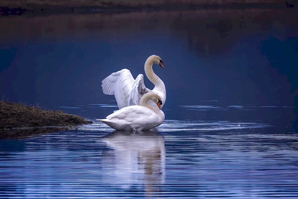 Swan lake swan