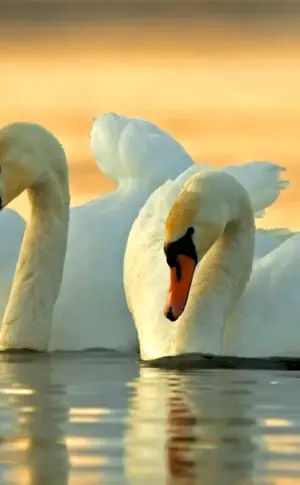 Swans