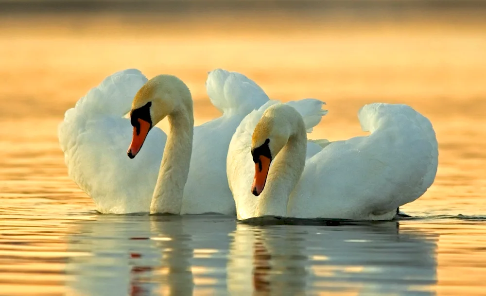 Swans