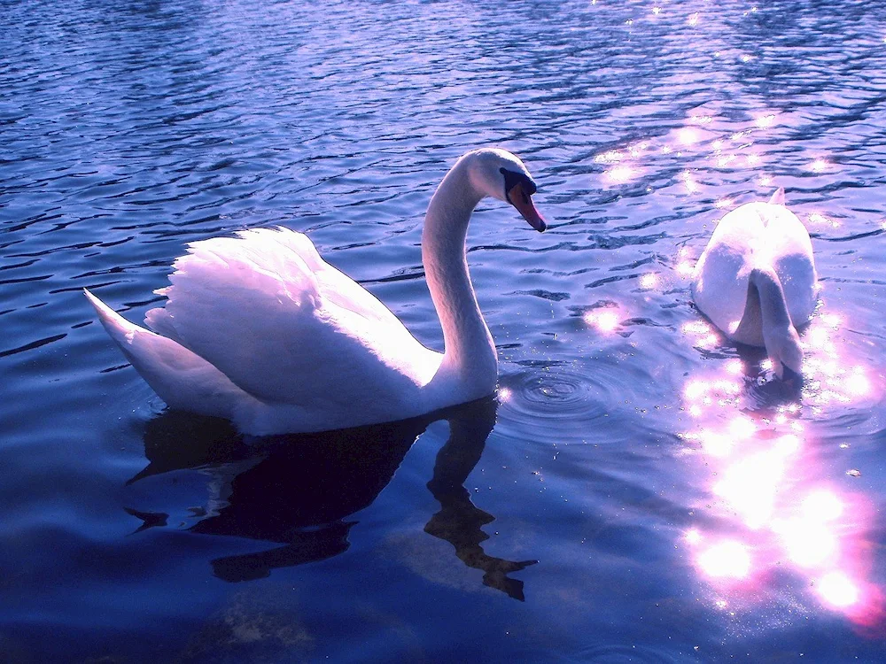 Swans on the lake