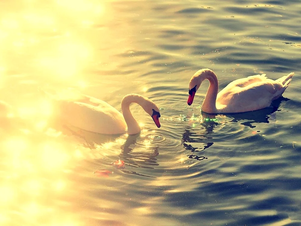 Swans on the lake