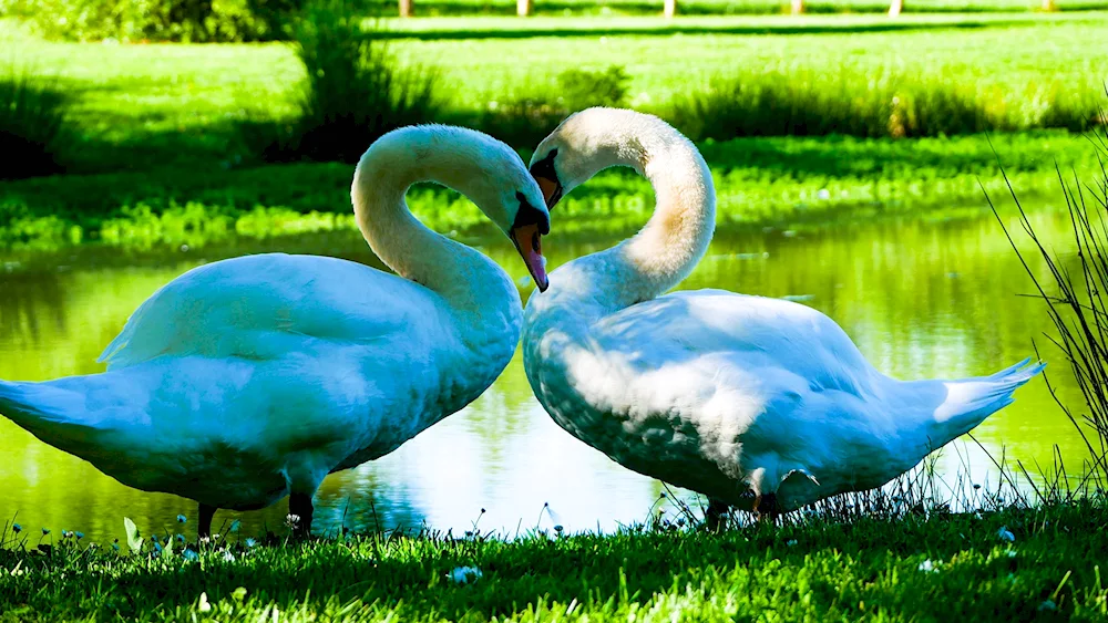 Two swans