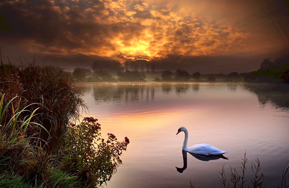 Swans on the lake