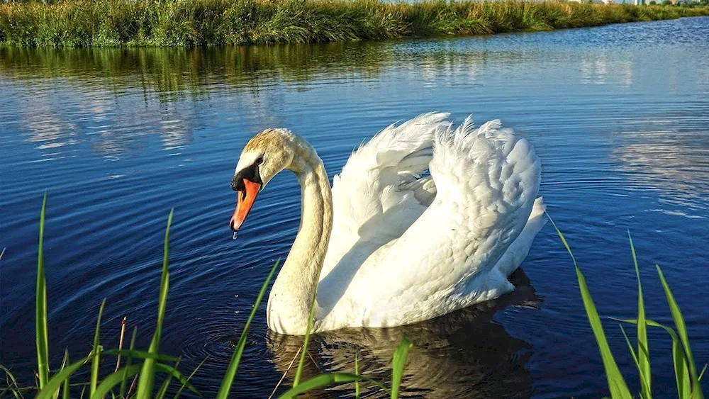 Swans on the lake