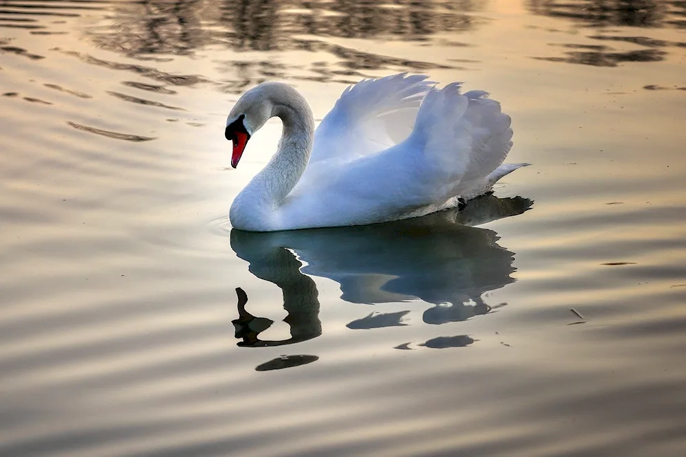 Swans on the water