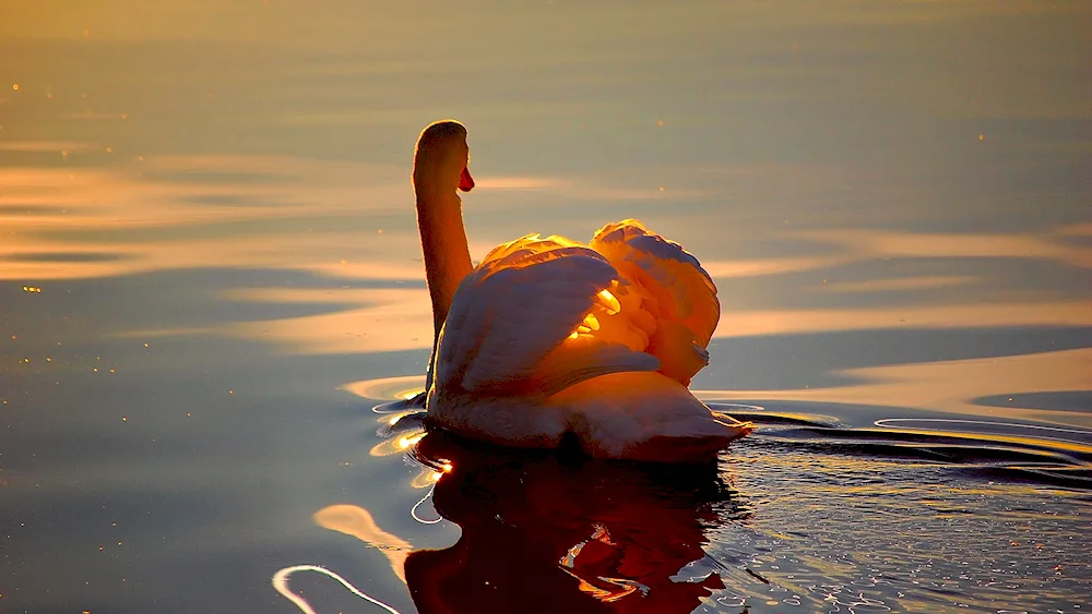 Light in the lake