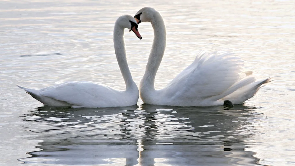 Swans on a lake