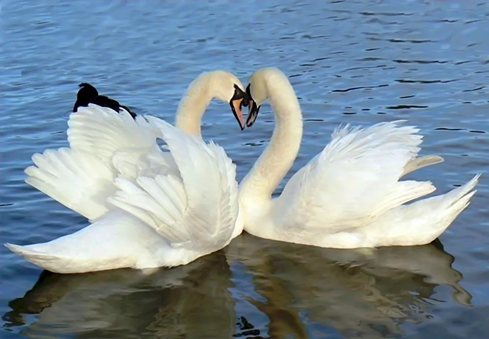 A pair of swans
