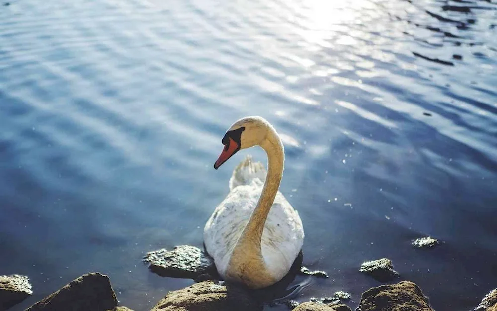 Swans on the water