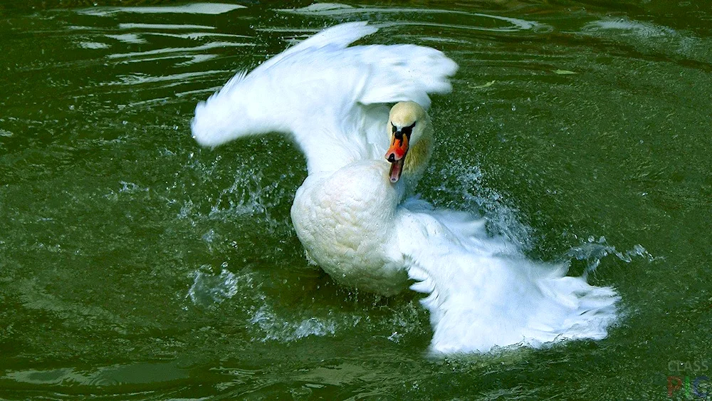 Swans on the water