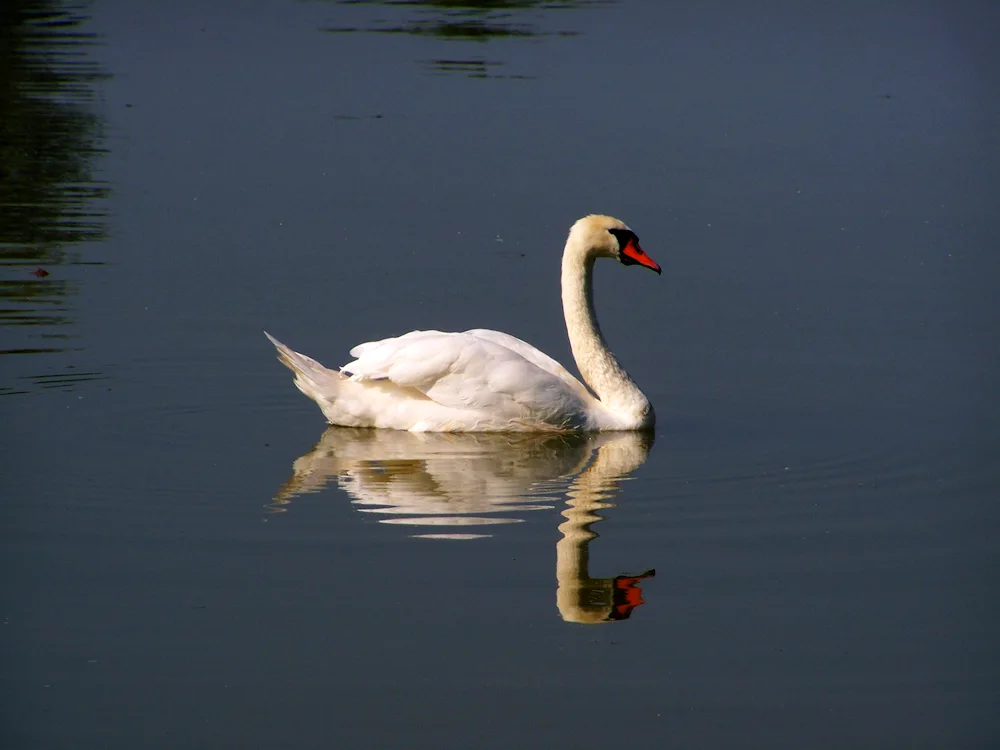 Swan swan swimming