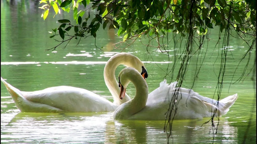 Swan Lake swan