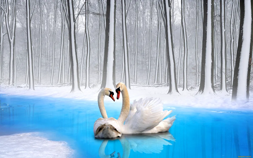 Swans in winter