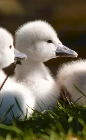 Swan chicks