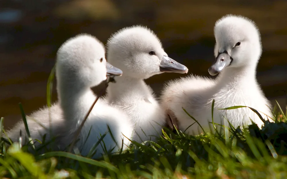 Swan chicks