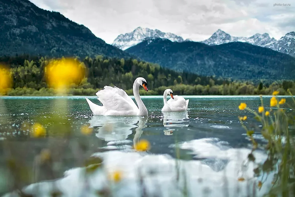 Swan Lake Abkhazia