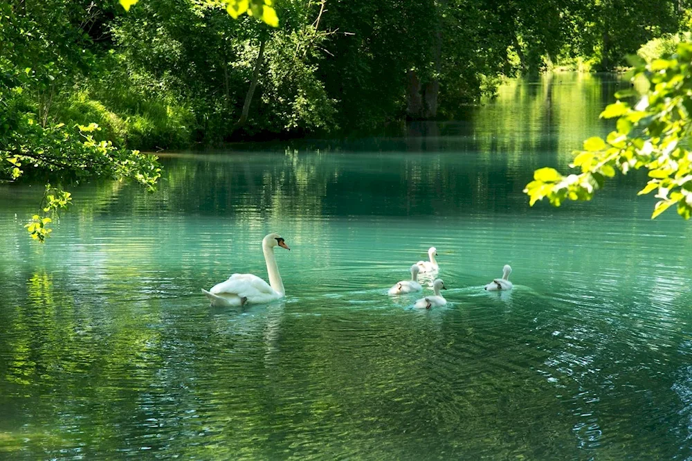 Swans in Abkhazia