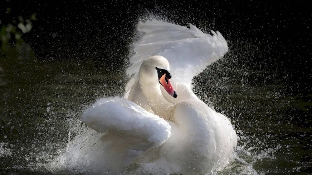 Central Park Stavropol swan