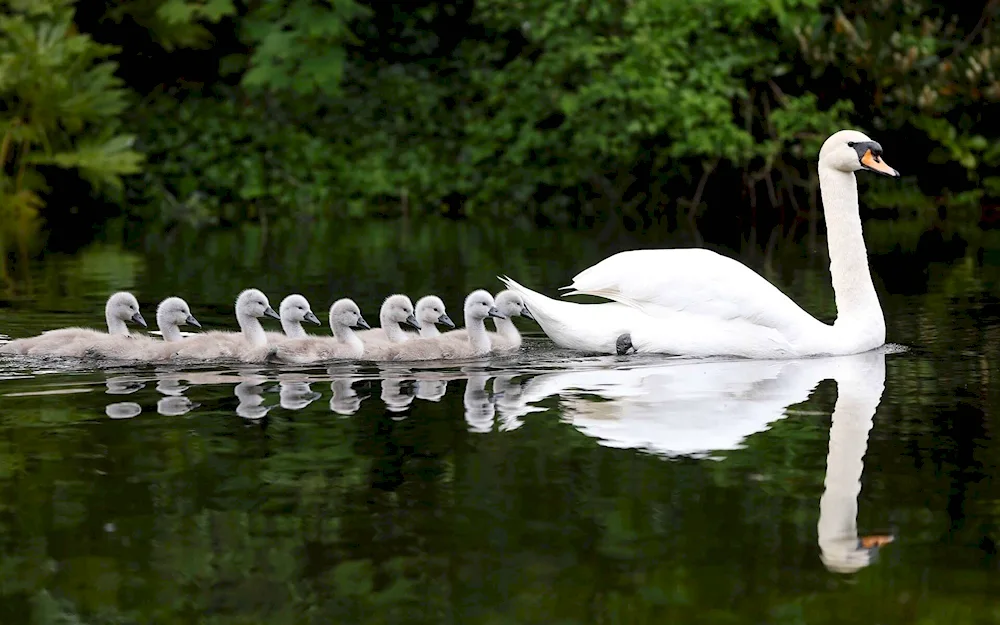 Swan swan swimming