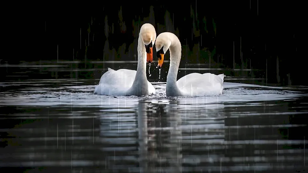 Swan Lake. swan lake
