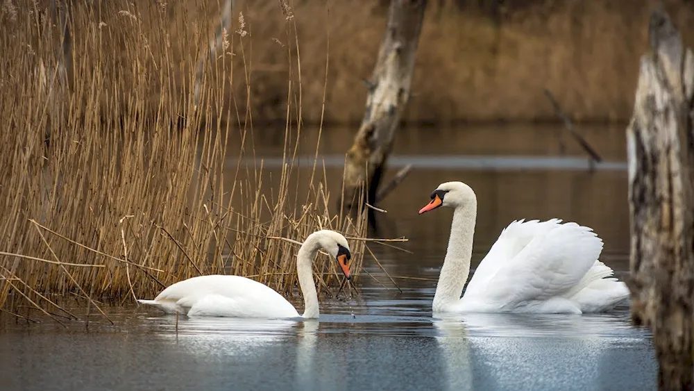 Swans on the lake