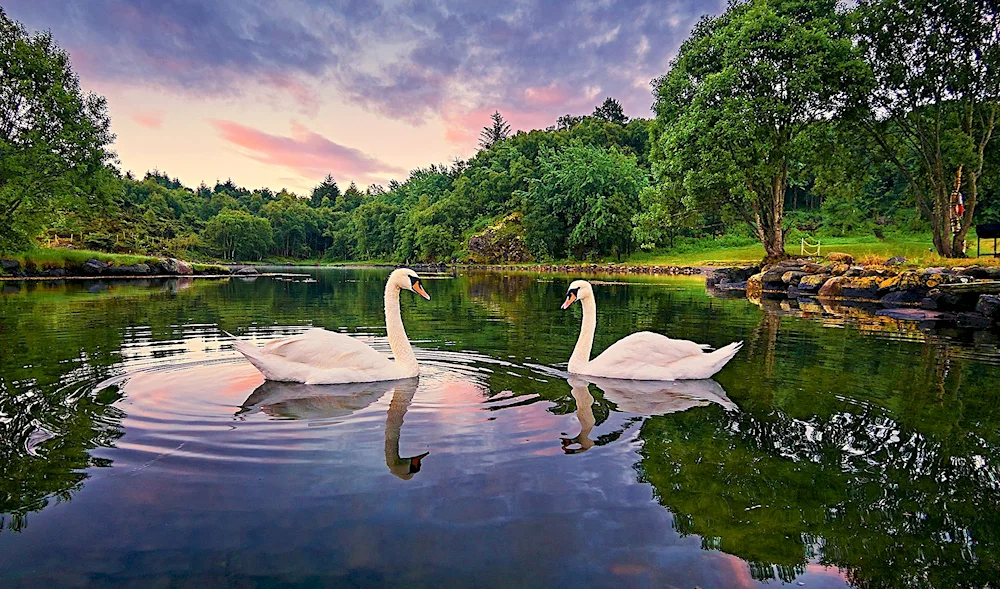 Swans on the water