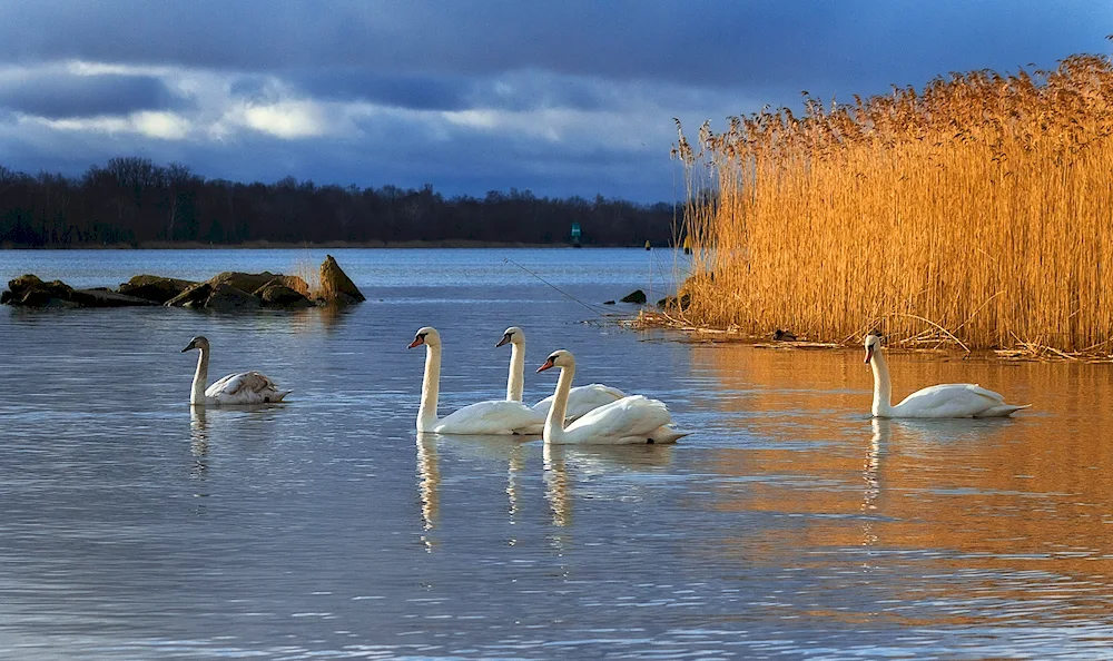 Swan Lake Leningrad region