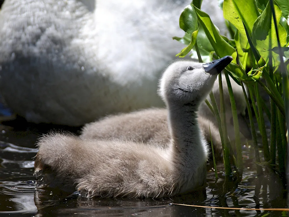 Swan with chicks