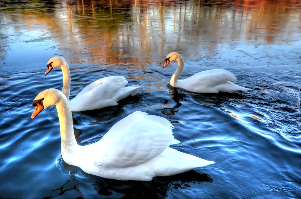 Swan Lake