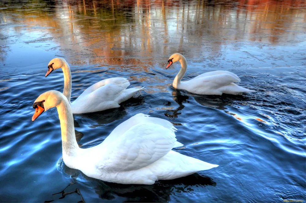 Scape with swans