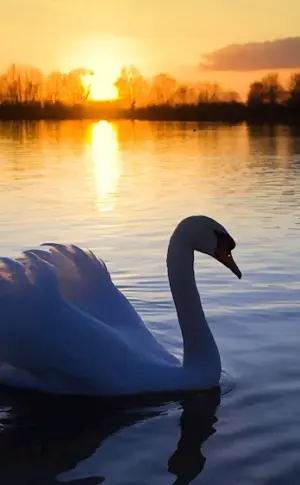 Swan Swan Lake