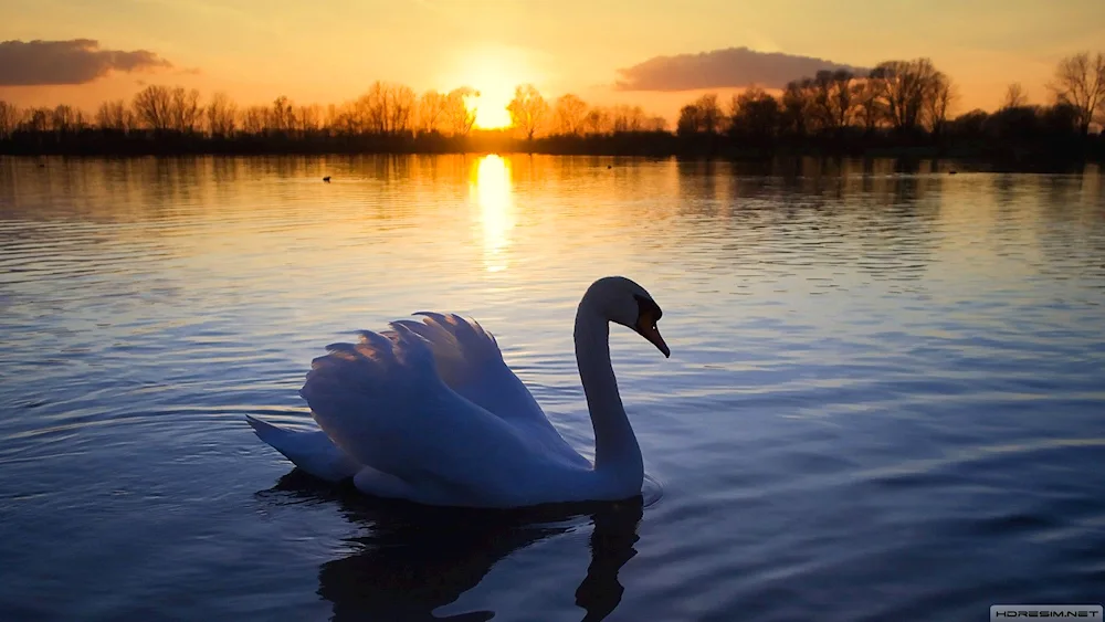 Swans on the lake