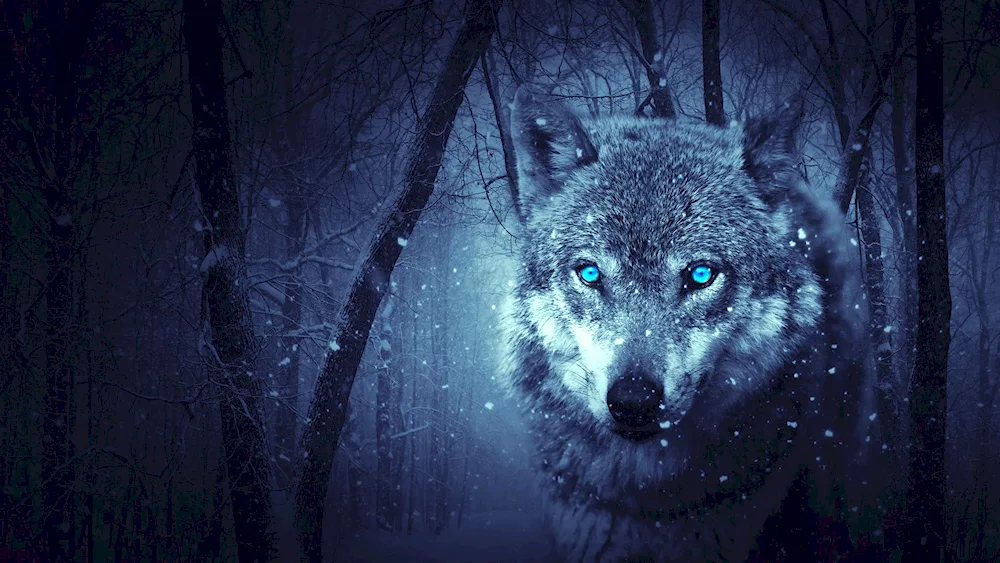 Legend of a wolf with blue eyes