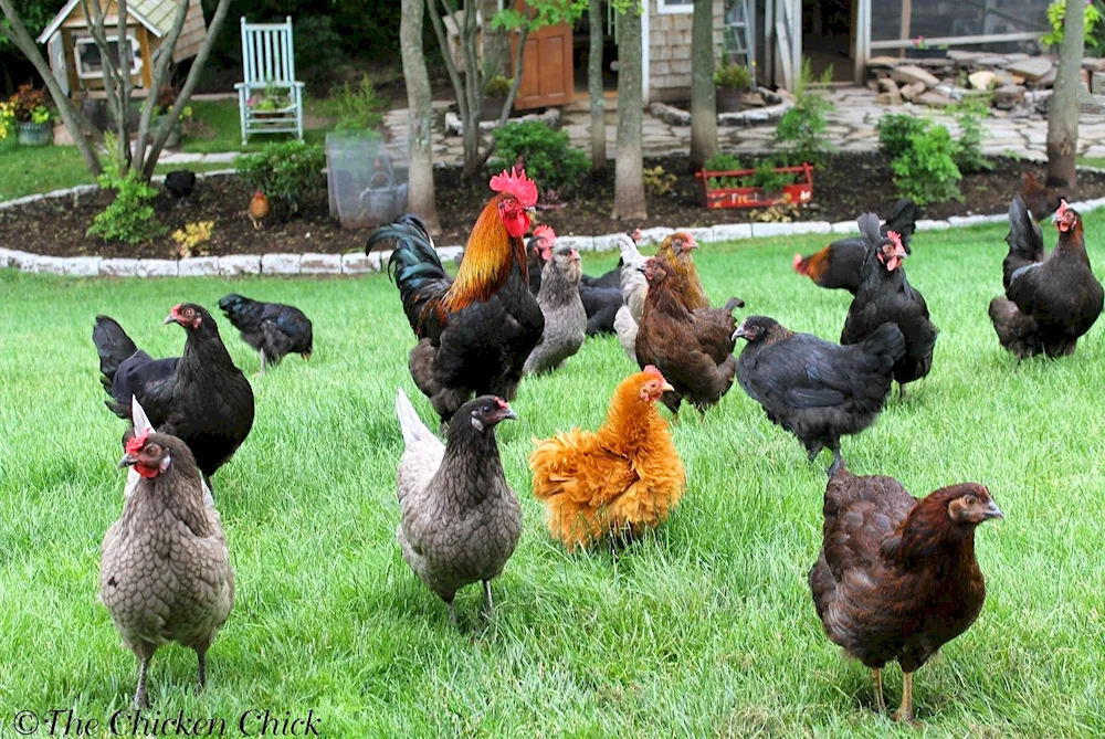 Leghorn Brown hens