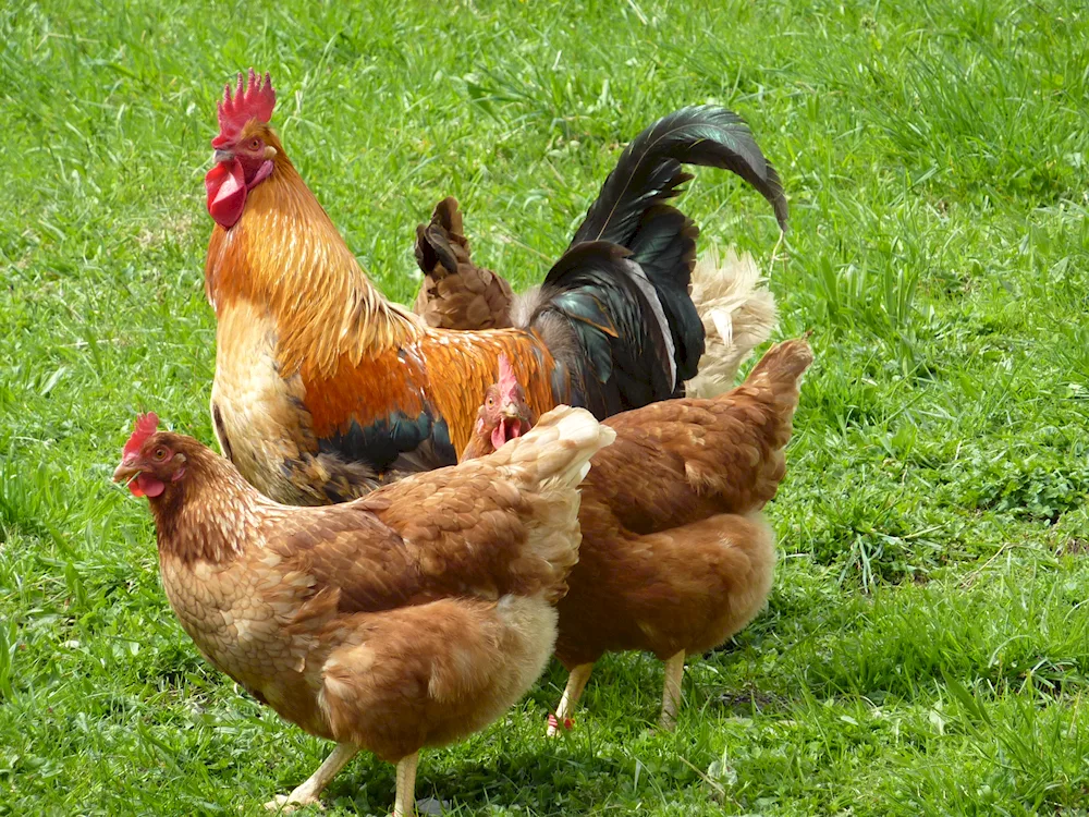 Chicken and rooster