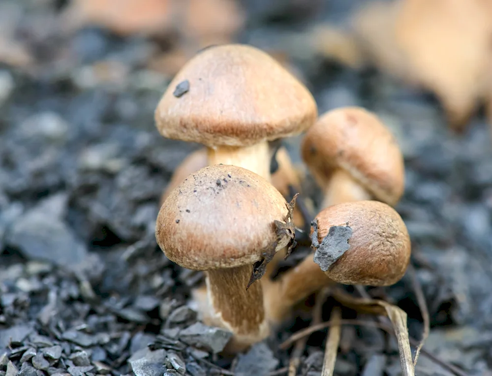 Chickpea redcap mushroom