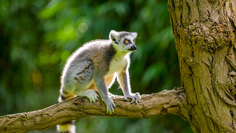 Edwards' lemur