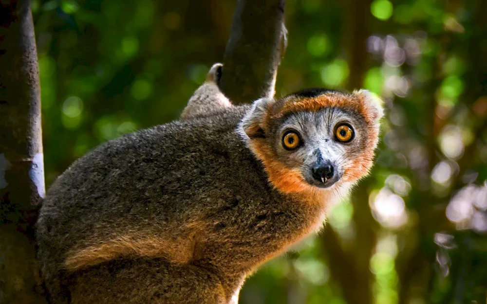 Madagascar Lori lemur