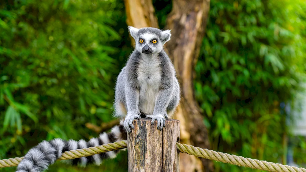 Galago lemur