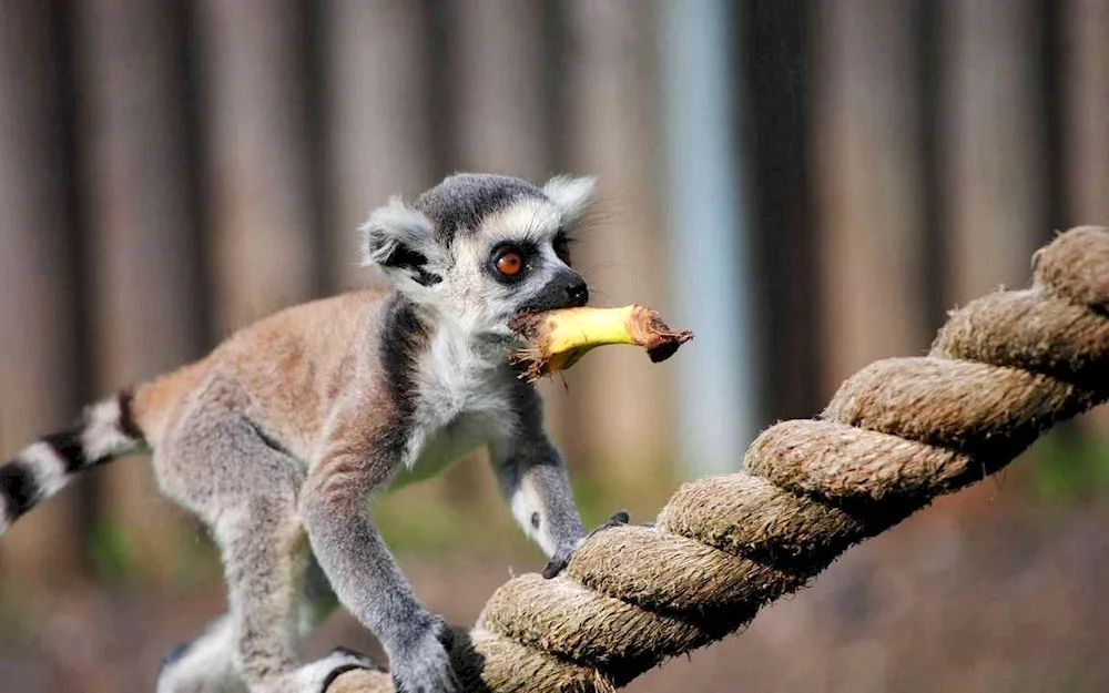 Lemur galago