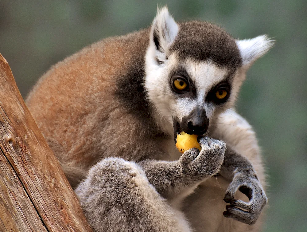 Six-nosed lemur