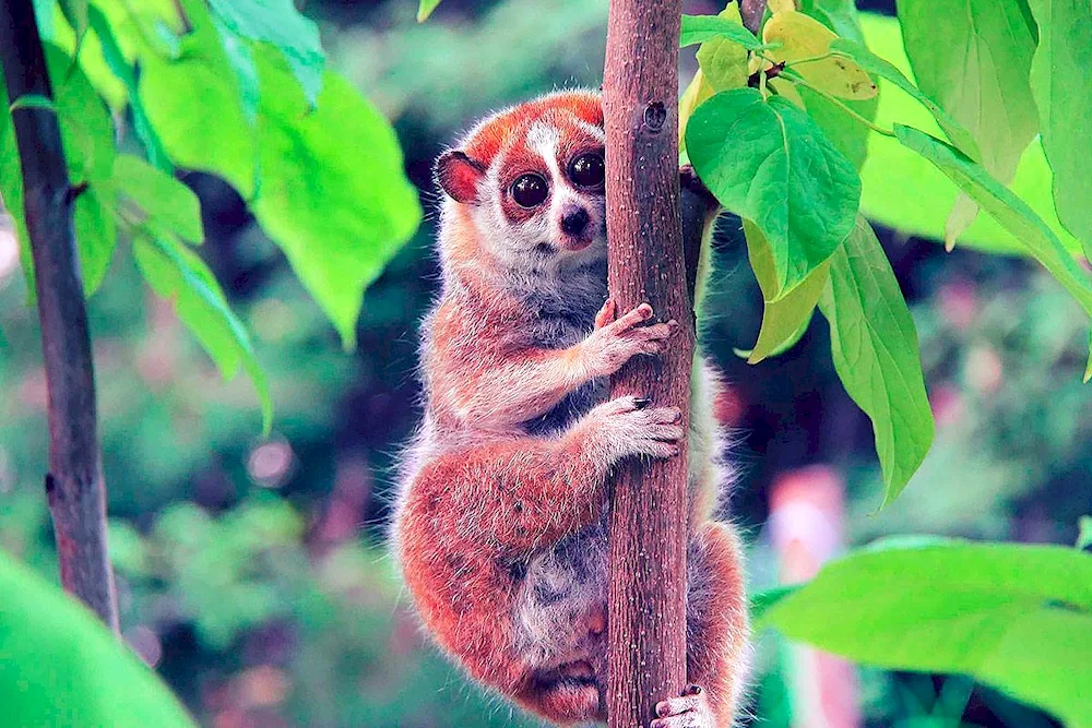 Lemur Lori