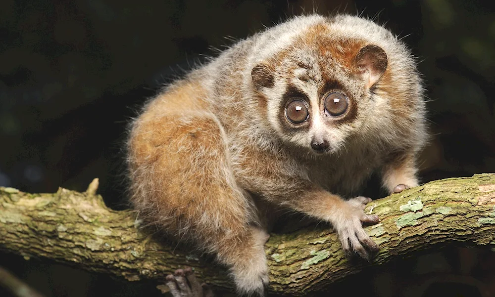 Lemur Lori