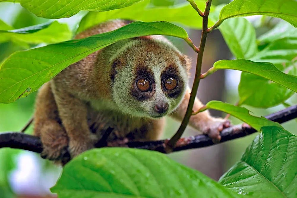 Carlyphus lemur Lori