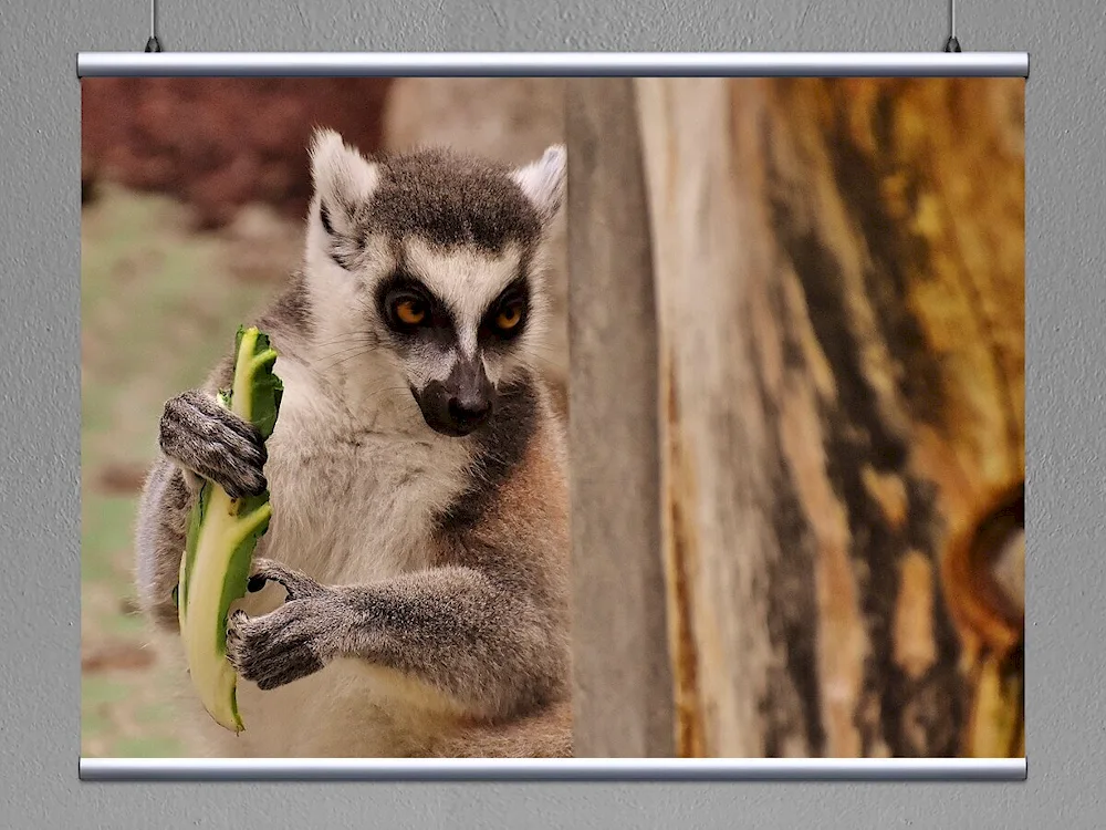 Lemur Lori